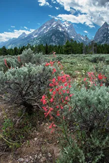 Roddy Scheer Prints: Scarlet gilia, Grand Tetons, Grand Teton National Park, Wyoming, USA