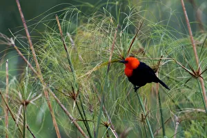 South American Prints: Scarlet-headed blackbird