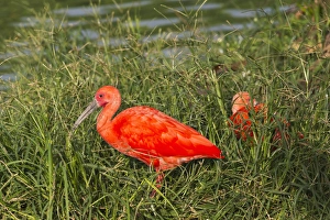 Scarlet Ibis (eudocimus Ruber), Brazil