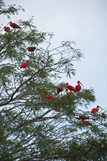 Scarlet Ibis (Eudocimus ruber) roosting, Hato Masaguarel working farm and biological station