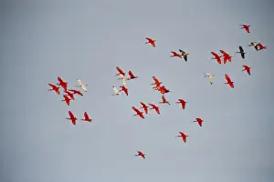 Scarlet Ibis (Eudocimus ruber) & White Ibis (Eudocimus albus), Hato Masaguarel working farm
