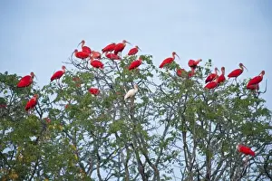 Images Dated 1st March 2009: Scarlet Ibis (Eudocimus ruber) & White Ibis (Eudocimus albus) roosting, Hato Masaguarel