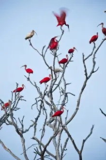Scarlet Ibis (Eudocimus ruber) & White Ibis (Eudocimus albus) roosting, Hato Masaguarel