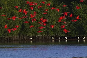 Trinidad Collection: Scarlet Ibis Flock