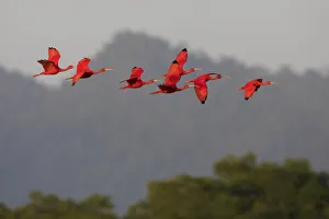 Ken Archer Prints: Scarlet Ibis flock