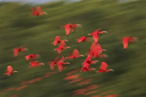 South American Prints: Scarlet Ibis flock flight motion