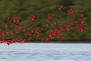 Scarlet Ibis Flying to Evening Roost
