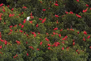 South American Prints: Scarlet Ibiss roosting