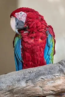 Plumage Prints: Scarlet Macaw