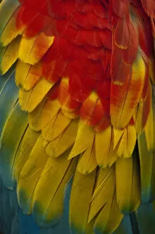 Scarlet Macaw (Ara macao) CAPTIVE. Gabaro Huaorani Indian community. Yasuni National Park