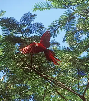 Images Dated 9th May 2011: Scarlet Macaw (Ara macao), also known as Guacamaya or Lapa Roja, in the rainforest