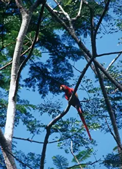 Wing Span Prints: Scarlet Macaw (Ara macao), also known as Guacamaya or Lapa Roja, in the rainforest