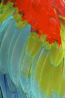 Andres Morya Prints: Scarlet Macaw (Ara macao) is a large, colorful macaw
