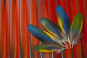 Macaw Prints: Scarlet Macaw Covert wing feathers overlayed on red Tail Feathers