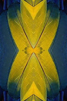 Scarlet Macaw feather pattern, Ara macao