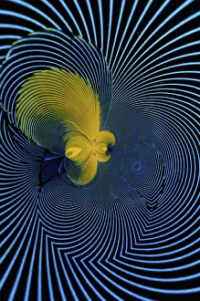 Images Dated 28th January 2009: Scarlet Macaw feather pattern, Ara macao
