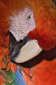 Images Dated 28th January 2009: Scarlet Macaw portrait, Ara macao