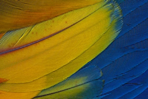 Images Dated 24th March 2010: Scarlet Macaw wing covert feathers