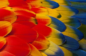 Macaw Prints: Scarlet Macaw wing covert feathers