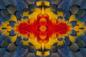 Images Dated 2nd April 2010: Scarlet Macaw wing covert feathers
