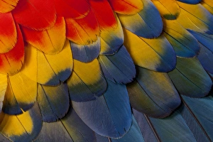 Images Dated 2nd April 2010: Scarlet Macaw wing covert feathers