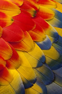 Images Dated 2nd April 2010: Scarlet Macaw wing covert feathers