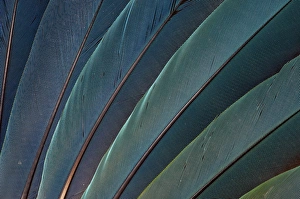 Macaw Prints: Scarlet Macaw wing feathers