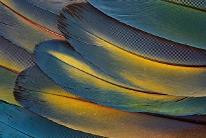 Macaw Prints: Scarlet Macaw Wing Feathers fan design
