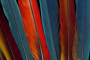 Macaw Prints: Scarlet, Military, Blue Gold Macaw tail feathers