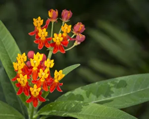 Scarlet milkweed, Asclepias curassavica, butterfly larvae plant, Florida