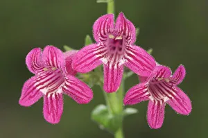 Penstemon Prints: Scarlet Penstemon, Penstemon triflorus, blossom, Uvalde County, Hill Country, Texas, USA