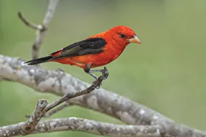Rio Grande Valley Prints: Scarlet tanager, Rio Grande Valley, Texas