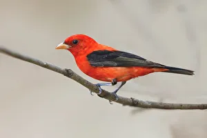 Images Dated 29th December 2021: Scarlet tanager, South Padre Island, Texas