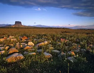 Reservation Prints: Scattered moraine and prairie wildflowers with Chief Mountain in Glacier National