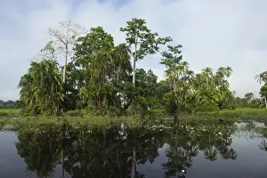 Brazzaville Prints: Scenic, Lekoli River, Republic of Congo (Congo - Brazzaville), AFRICA