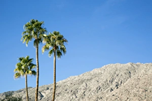 Palm Springs Prints: Scenic of palm trees, Palm Springs, California, USA