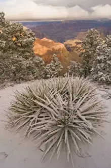 Images Dated 8th February 2009: Scenic snowy winter landscape along the south rim of the majestic Grand Canyon, Grand