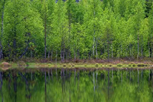 Away From It All Prints: A scenic view of trees on a lake shore. Kuhmo, Oulu, Finland