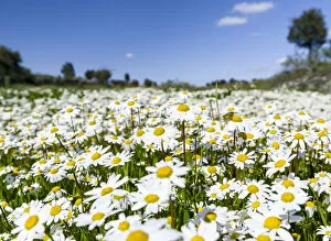 Portugal Collection: Scentless false mayweed (scentless mayweed, scentless chamomile, wild chamomile, mayweed