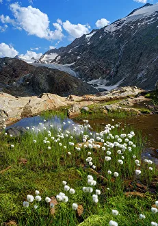Images Dated 20th October 2022: Scheuchzers cotton gras or white cotton grass in front of the glacier Gurgler Ferner in the valley Gurgler Tal
