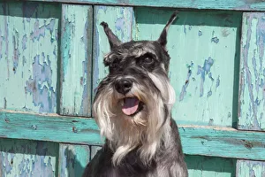 Sweet Prints: Schnauzer sitting in front of blue door MR
