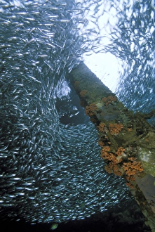 Shine Prints: School of anchovy