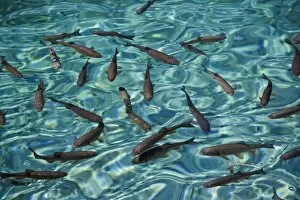 School of fish in the clear water of Milanovac Jezero, Plitvice National Park, Croatia
