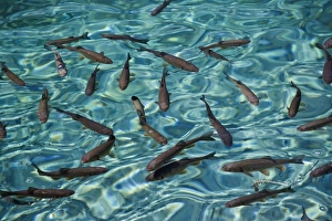 Images Dated 10th May 2007: School of fish in the clear water of Milanovac Jezero, Plitvice National Park, Croatia