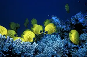 Move Prints: School of Masked Butterflyfish, Chaetodon semilarvatus, Red Sea, Egypt