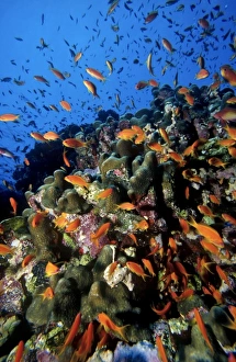 Leadership Prints: School of Scalefin anthias, Anthias squamipinnis, at Habili Ali (St. Johns Reef area)