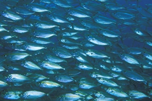 Eco System Prints: School of small fish