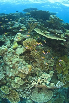 Images Dated 31st March 2010: Schooling Anthias fish (Pseudanthias evansi, North Huvadhoo Atoll, Southern Maldives