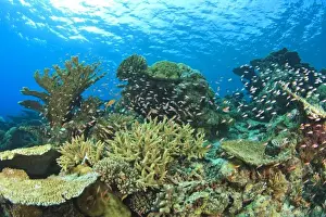 Images Dated 29th March 2010: Schooling Anthias fish (Pseudanthias evansi) around shallow pristine hard coral reef
