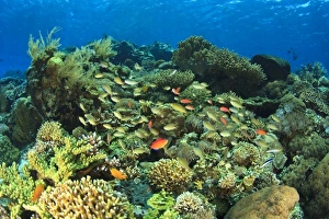 Images Dated 19th October 2009: Schooling anthias fishes (Pseudanthius sp. ) pristine shallow hard & soft coral reef